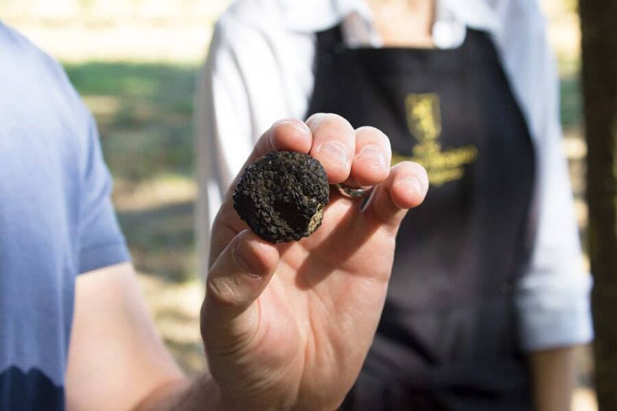 San Gimignano: Truffle Hunting with Lunch & Wine Tasting - Tips to Get the Most Out of It
