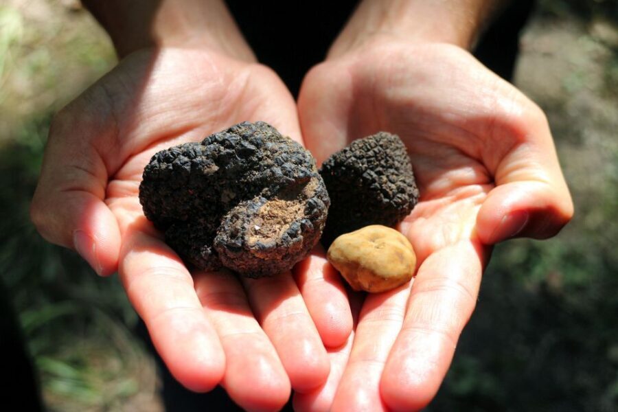 San Gimignano: Truffle Hunting with Lunch & Wine Tasting - The Walk: How the Truffle Hunt Actually Works
