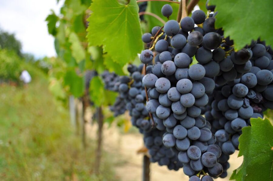 San Gimignano: Vineyard and Cellar Tour with Wine Tasting - Who this tour is best for