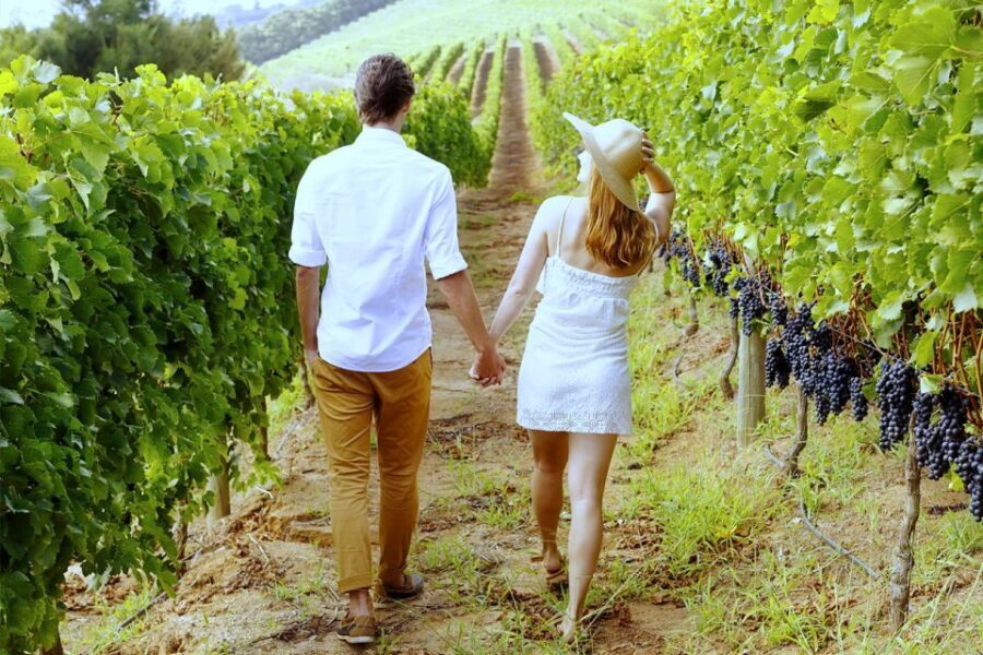 San Gimignano: Vineyard Walk with Wine Tasting in winery - Key highlights to pay attention to