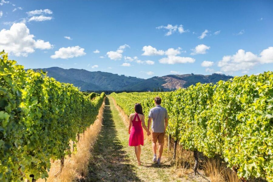 San Gimignano: Vineyard Walk with Wine Tasting in winery - Why Tenuta Torciano’s Spiral Vineyard Near San Gimignano Feels Special