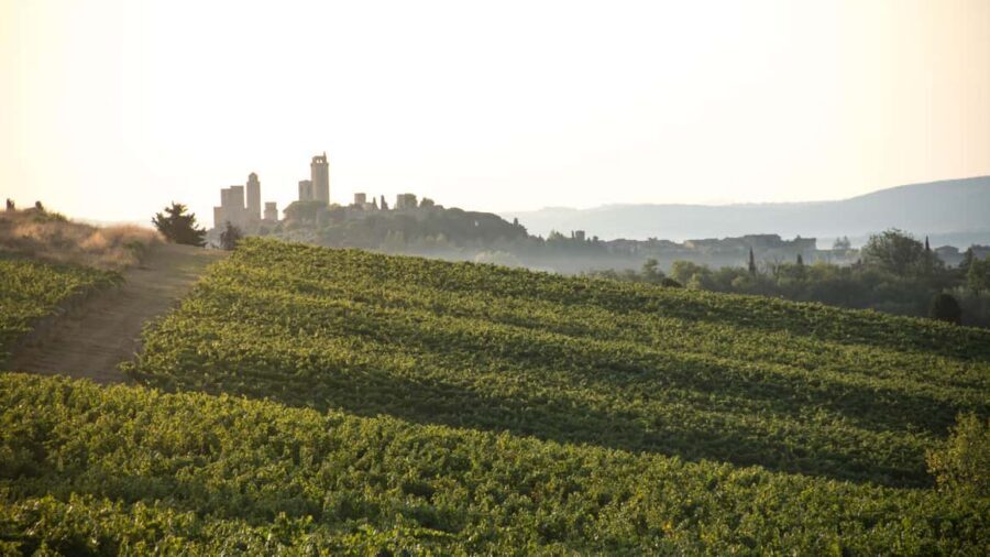 San Gimignano: Wine and Food Tasting in a Family Winery - Who should book this family winery tasting