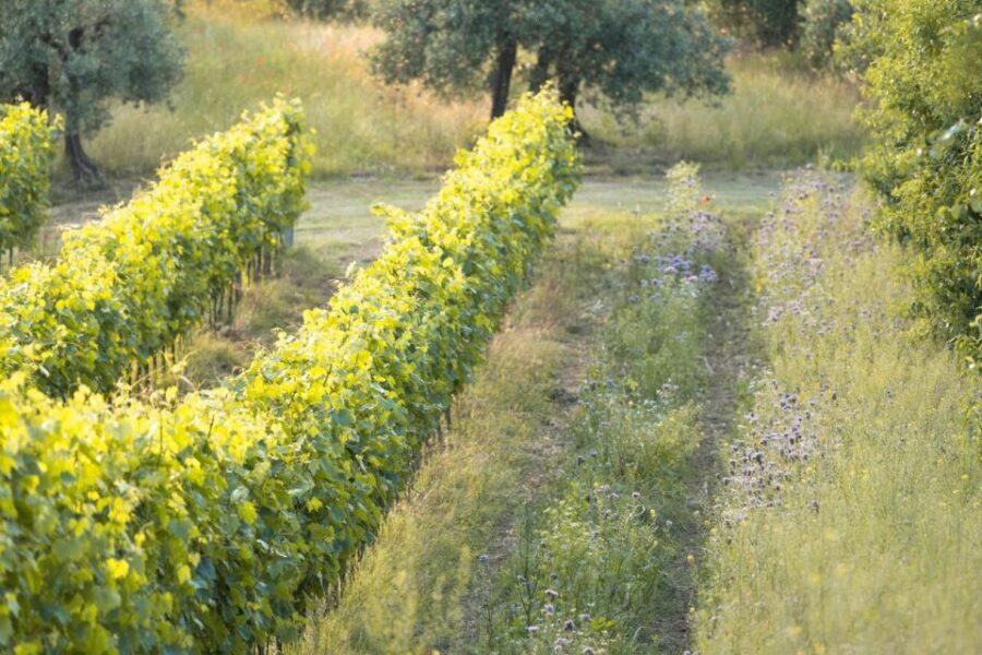 San Gimignano: Wine and Food Tasting in a Family Winery - Vinsantaia and Vin Santo: why the sweet finish isn’t random