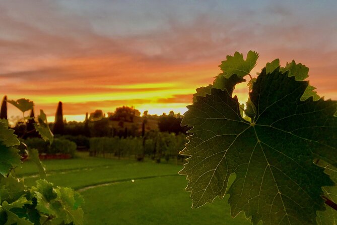 San Gimignano Wine Tour and tuscan appetizer for small group - What you might taste: Vernaccia, Chianti, Tuscan blends, rosé, and olive oil styles