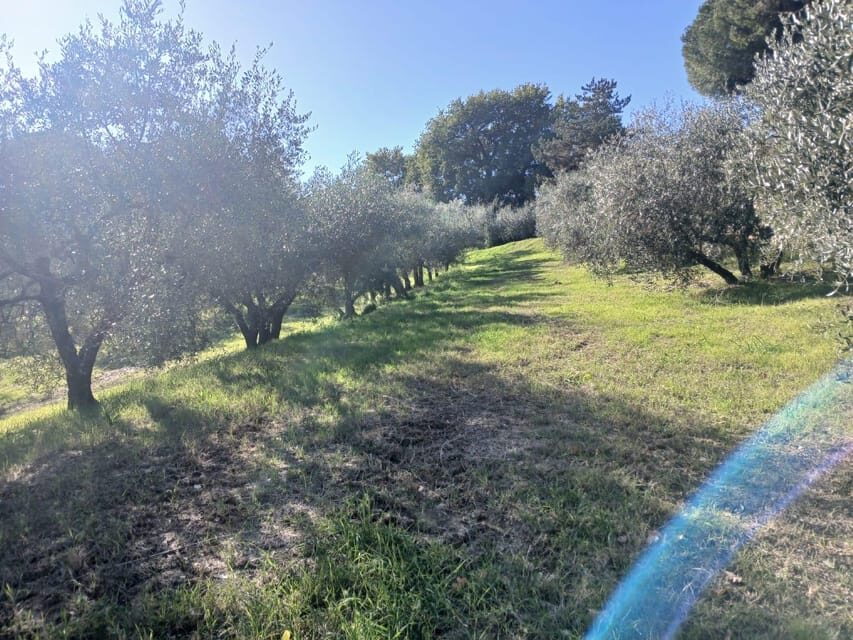 San Gimignano: Winery Visit with Picnic in Olive Grove - Winery time: what you’ll learn about Chianti, Vernaccia, and olive oil