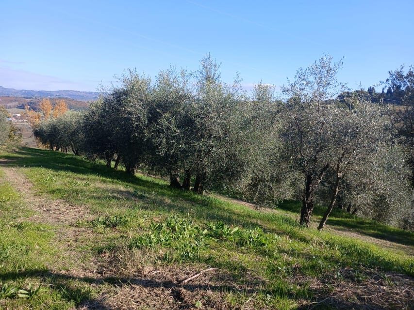 San Gimignano: Winery Visit with Picnic in Olive Grove - Wine pairing and the welcome glass: the help that makes it easier
