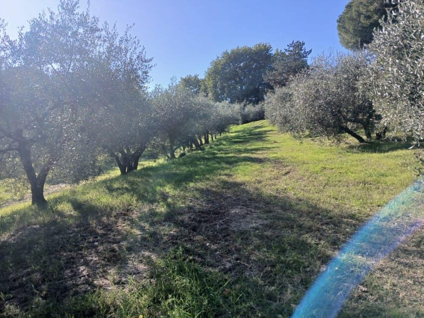 San Gimignano: Winery Visit with Picnic in Olive Grove - Directions, pace, and what to bring (so you’re not stressed outdoors)