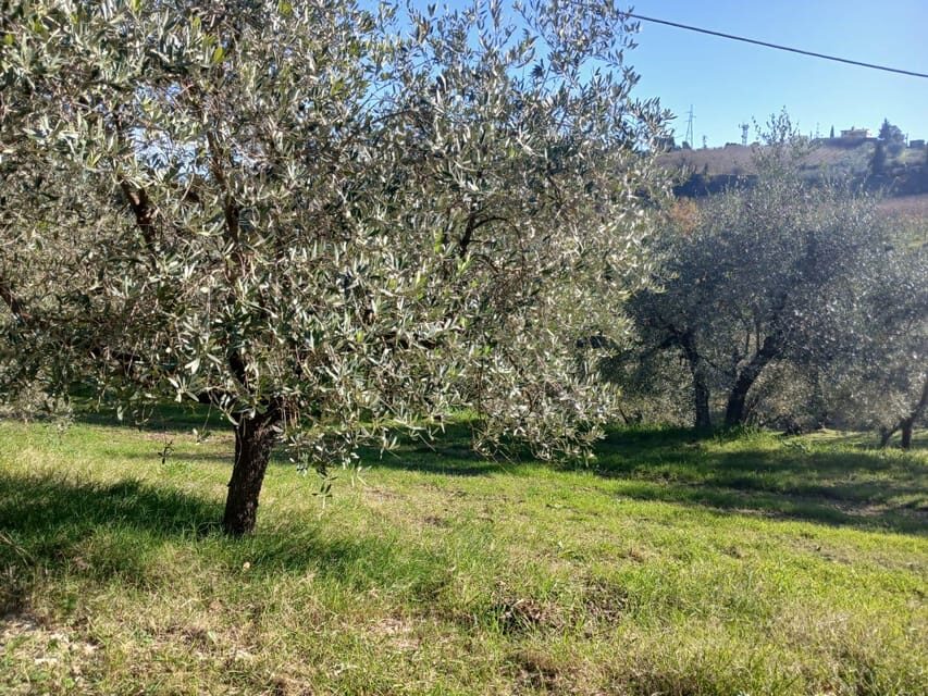 San Gimignano: Winery Visit with Picnic in Olive Grove - Price and value: is $59 per person a fair deal?