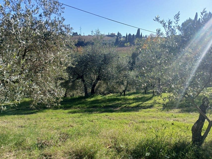 San Gimignano: Winery Visit with Picnic in Olive Grove - Should you book the San Gimignano olive grove winery picnic?