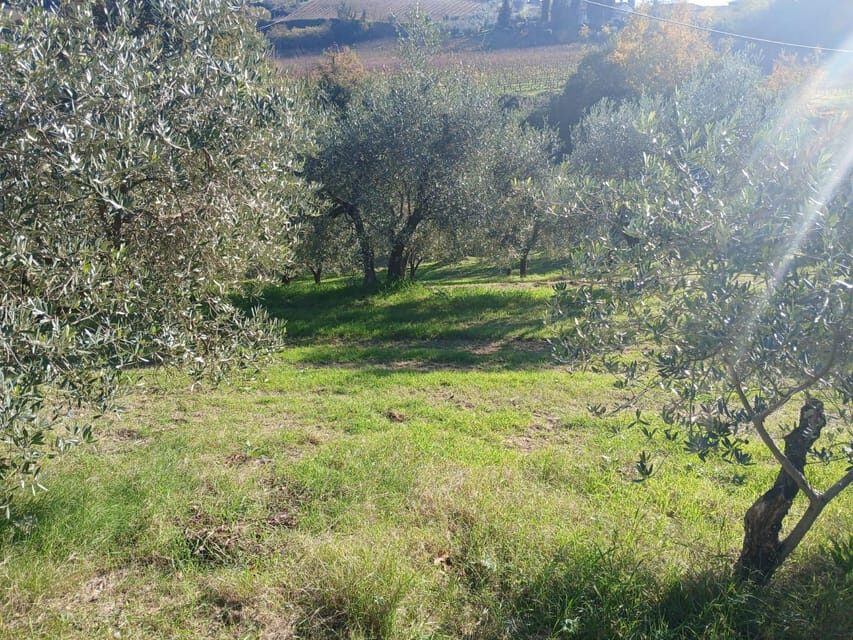 San Gimignano: Winery Visit with Picnic in Olive Grove - The olive grove picnic: what’s in your basket and how to enjoy it