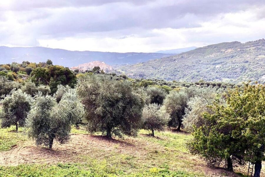 Seggiano: Typical Tuscan Farm Tour with Olive Oil Tasting - Seggiano olive oil tour at Olio Abbraccio: what the experience is really like