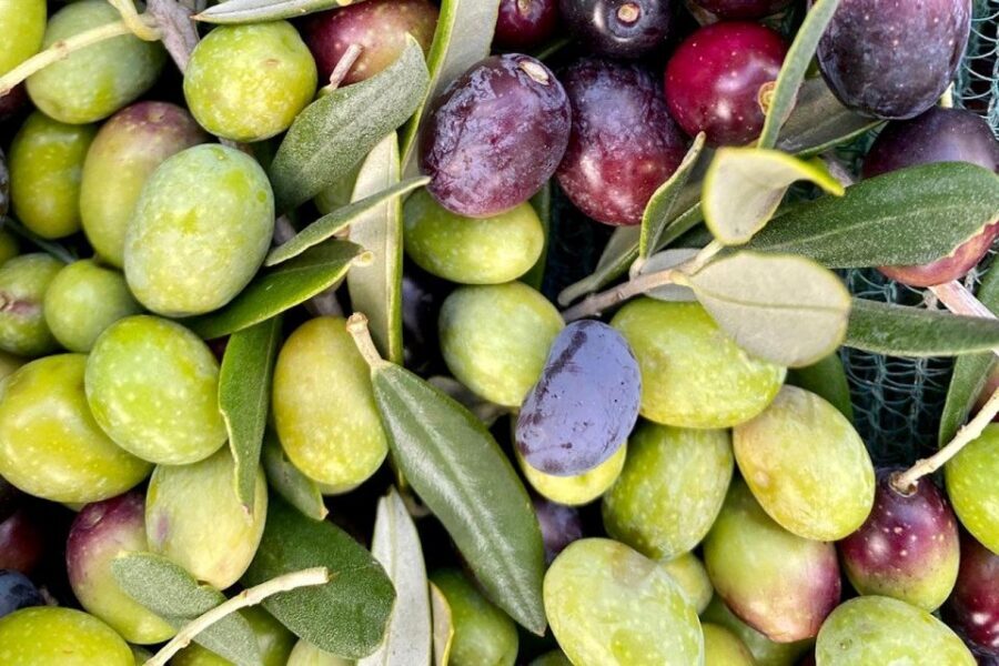 Seggiano: Typical Tuscan Farm Tour with Olive Oil Tasting - Sustainable farm-to-table, family style: what the experience feels like