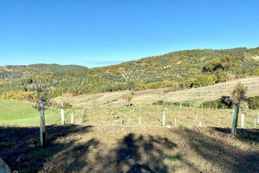 Seggiano: Typical Tuscan Farm Tour with Olive Oil Tasting - Is it worth $53 for two hours? A value check