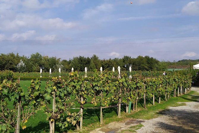 Siena and San Gimignano from Rome: Wine Tasting Tour in Tuscany - San Gimignano’s Walled Medieval Streets and the Wine Names You’ll Hear