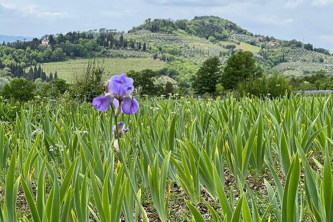 SMALL GROUP Chianti Tradition wine tour (max 8 pp) - Starting in Florence: The 9:15am Pick-Up and Bubbly Welcome