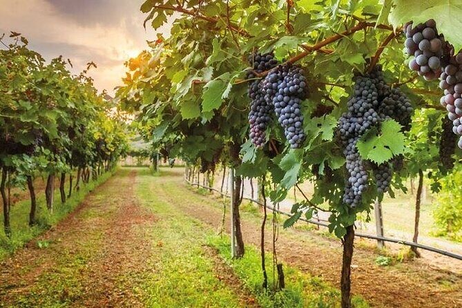 Special Chianti Afternoon Wine Tour from Florence - Castellina in Chianti: A Real Town Pause (Not Just a Quick Photo)