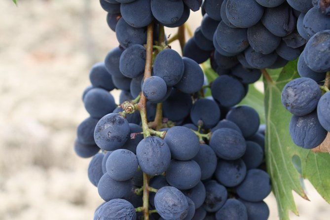Super Tuscan & IGT wines, Evo Oil & Balsamic Vinegar Tasting - The snack pairing: practical food that actually helps