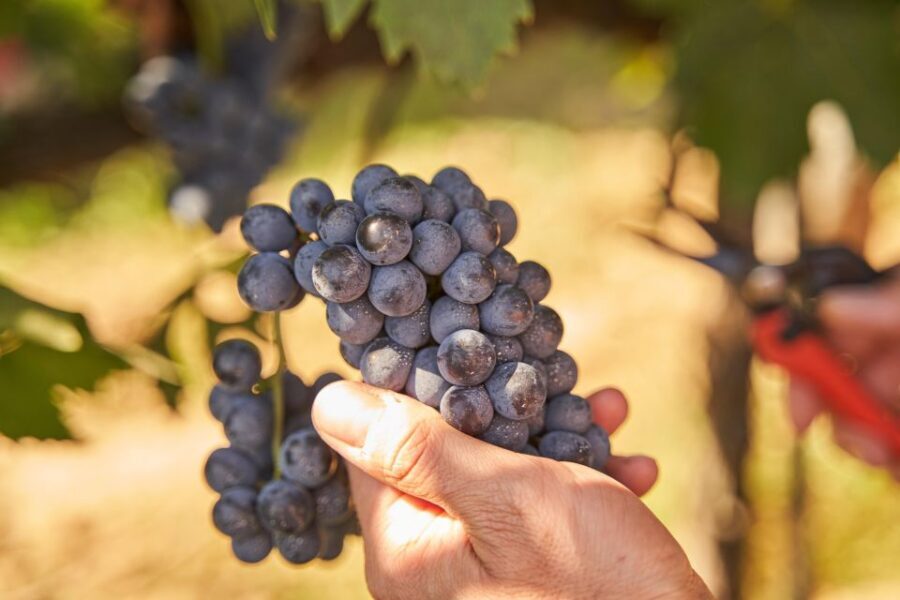Tasting and Tour Vino Nobile di Montepulciano - Key moments that make this tasting worth your time