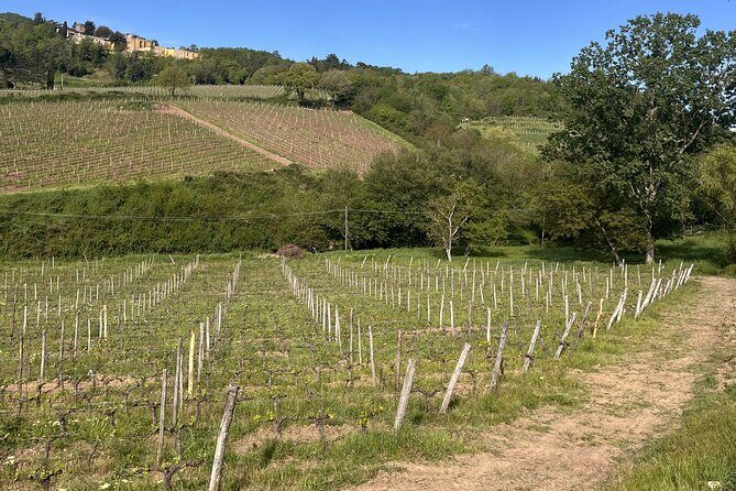 Tasting in a Tuscan Vineyard with transfer from Pisa - Group Size and the Personal Touch: The Real Selling Point