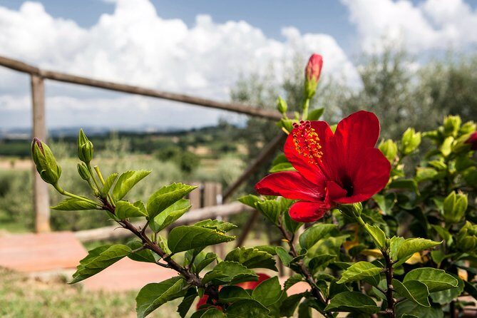 Think of a romantic meal in the Olive Trees shade, accompanied by Tuscan wines! - The 4-course Tuscan meal with Montepulciano wine pairings