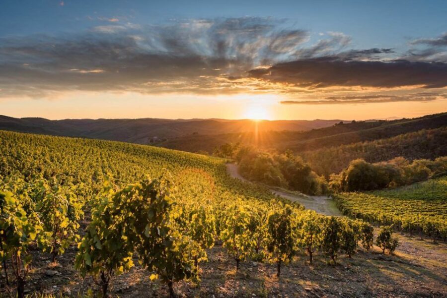 Total Immersion Wine Tour in Chianti - Fattoria di Montemaggio: a boutique organic base in Chianti