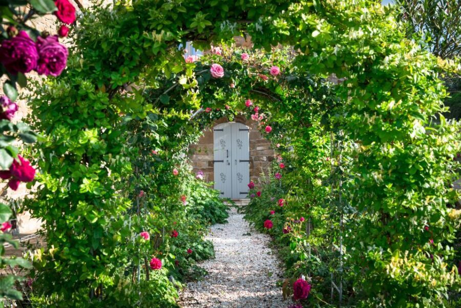 Total Immersion Wine Tour in Chianti - Vineyard walk: organic farming explained where vines grow