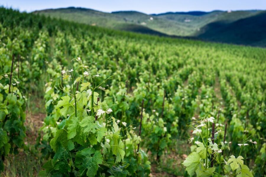 Total Immersion Wine Tour in Chianti - What you’ll taste: five estate wines plus a food pairing