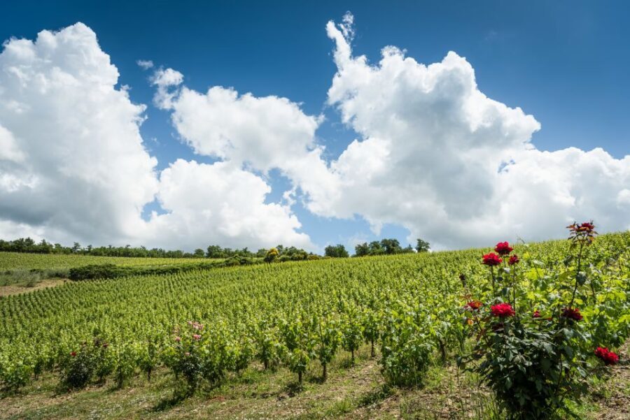 Total Immersion Wine Tour in Chianti - Snack pairing details: olive oil, cheese, salami, and bread