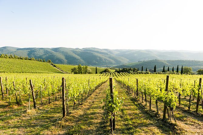 Tour and Tasting at an Organic Winery in the Heart of Chianti Classico Area - Getting to Fattoria di Montemaggio: rural roads and the meeting point reality