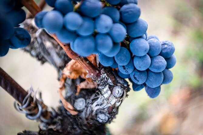 Tour and Tasting at an Organic Winery in the Heart of Chianti Classico Area - Value check: is $48.36 worth it for 2 hours in Chianti?