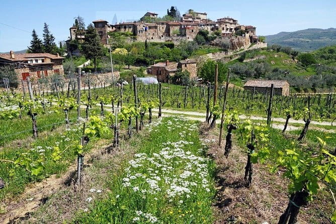Tour of Chianti for small groups departing from Florence or surroundings - Licensed-Driver Day Trips: What Changes in Chianti