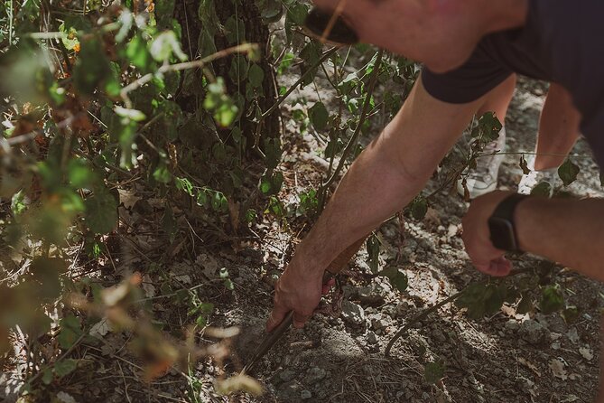 Truffle Hunt in Tuscany - The Walk in Tuscan Oak Woods: What the Terrain Really Means