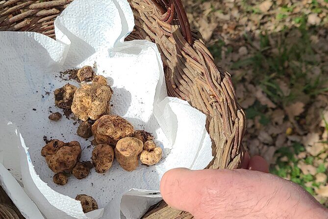 Truffle Hunting in Chianti, pasta class and lunch - Key moments that make this Chianti day work