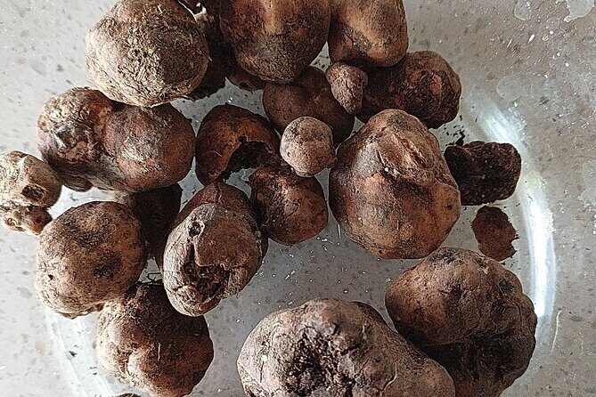 Truffle Hunting in Chianti, pasta class and lunch - Entering Cofferi1242: a family farm setting, not a tourist factory