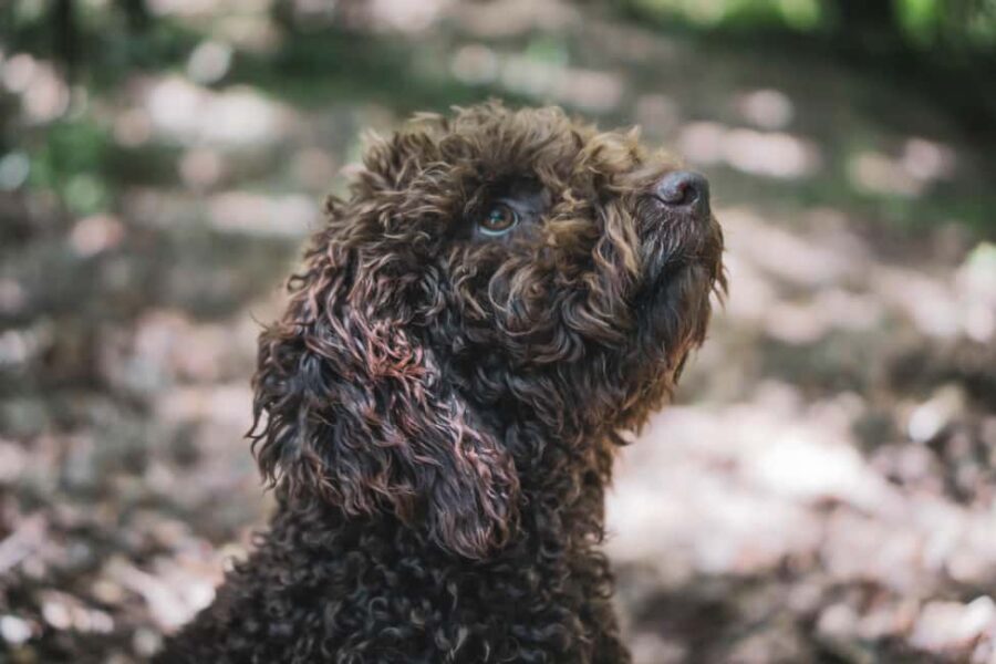 Truffle Hunting in San Gimignano - FAQ