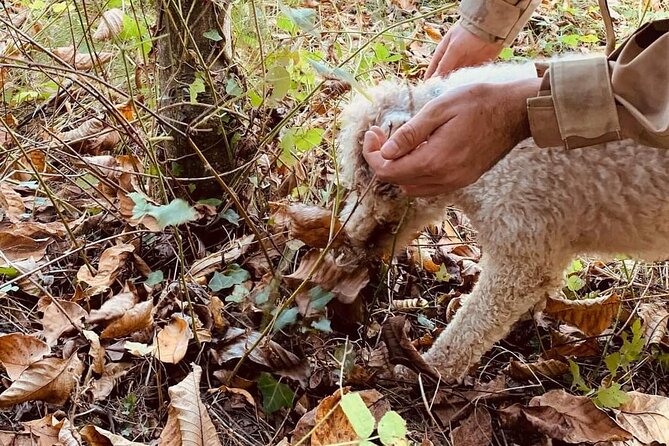 Truffle Hunting in San Miniato in Tuscany with Tasting - Logistics that can make or break your day