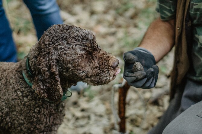 Truffle Hunting in Tuscany - Key highlights you’ll feel from the start
