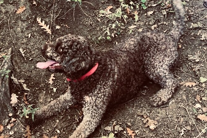 Truffle Hunting in Tuscany - Price and value: is $125.82 worth it?
