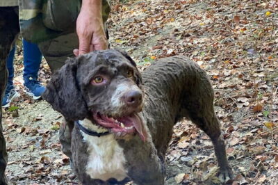 Truffle Hunting in Tuscany (private tour) - San Gimignano’s forest hunt: what you’ll do (and what to expect underfoot)