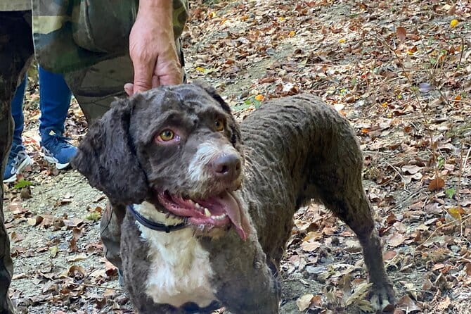 Truffle Hunting in Tuscany (private tour) - San Gimignano’s forest hunt: what you’ll do (and what to expect underfoot)
