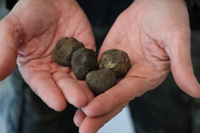 Truffle Hunting & Tasting in San Miniato Tuscany with Dogs - A Dog-Led Truffle Hunt in San Miniato’s Tuscan Woods