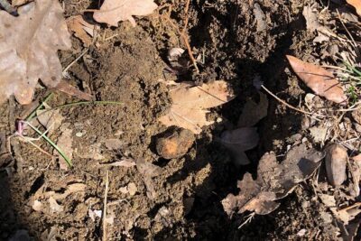 Truffle Hunting & Tasting in San Miniato Tuscany with Dogs - Meet Monica and Riccardo: The Start Point and the Warm Welcome