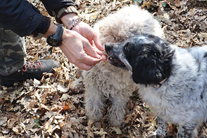Truffle Hunting & Tasting in San Miniato Tuscany with Dogs - Optional Truffle Lunch: When I’d Say It’s Worth Staying
