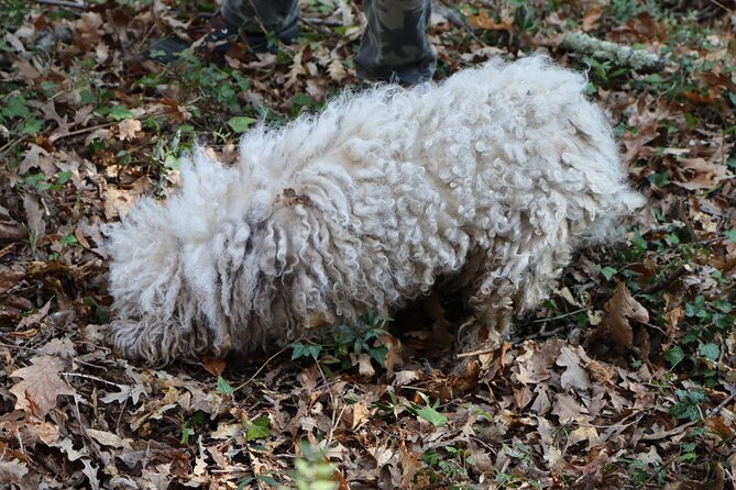 Truffle Hunting & Tasting in San Miniato Tuscany with Dogs - Weather, Timing, and How to Show Up Ready