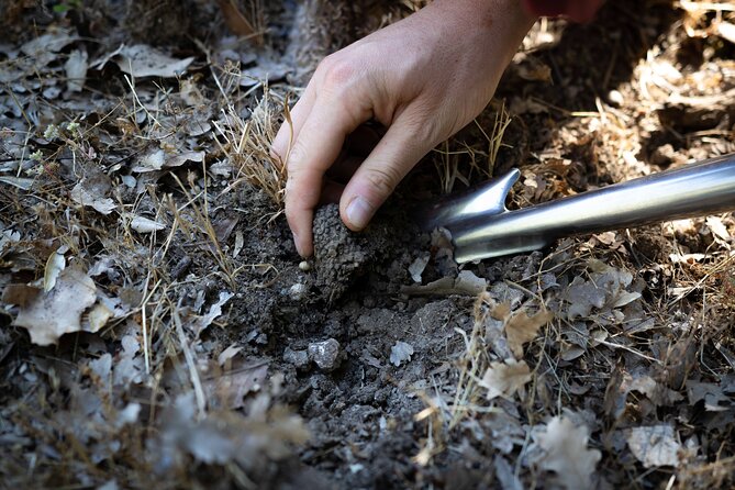 Truffle Hunting & Truffle Cooking Class - Price and Value: What $360.96 Really Buys