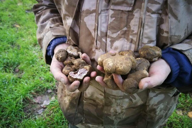 Truffle hunting - The pre-hunt lesson on truffles and dog training