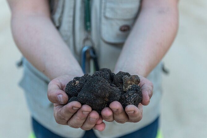 Truffle Lunch & Hunting Experience in San Gimignano - Quick takeaways