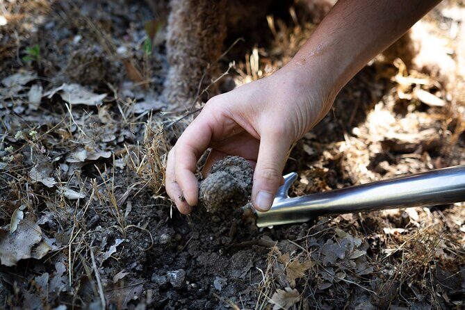 Truffle Lunch & Hunting Experience in San Gimignano - Back to the farm: family story and biodynamic agriculture