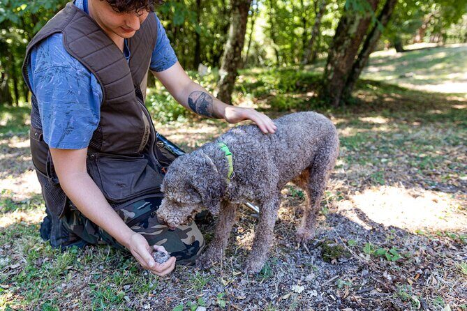 Truffle Lunch & Hunting Experience in San Gimignano - Price and value: why $233.66 can make sense here