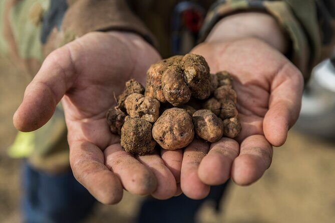 Truffle Lunch & Hunting Experience in San Gimignano - Logistics that matter: duration, group size, and what to wear